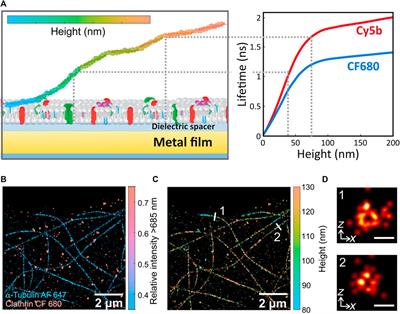 Plasmonics for advance single-molecule fluorescence spectroscopy and imaging in biology